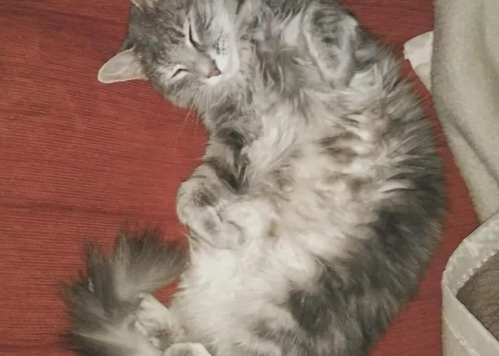 아파트 Cats & Blues