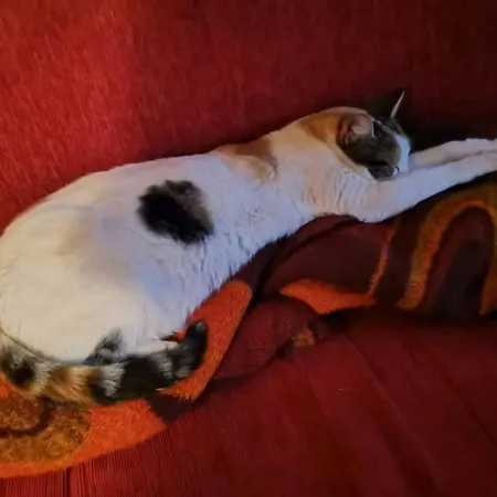 Cats & Blues Apartman Dubrovnik