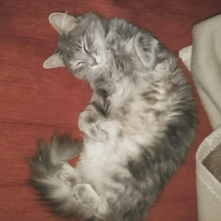 Apartment Cats & Blues