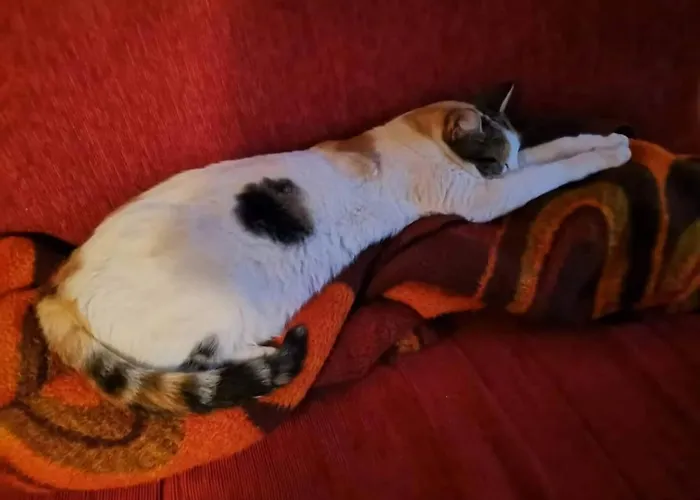 Cats & Blues Daire Dubrovnik