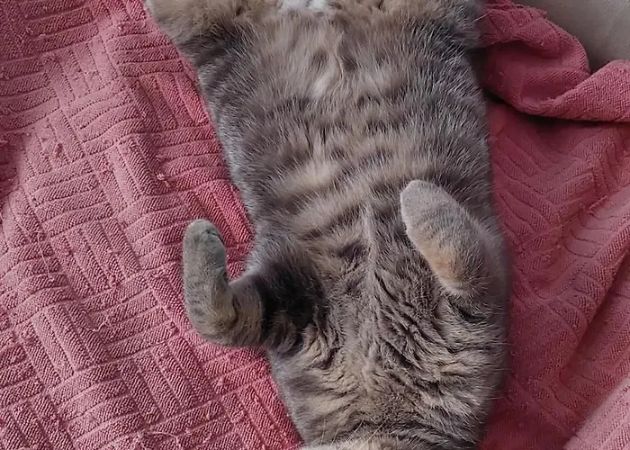 公寓 Cats & Blues 杜布罗夫尼克